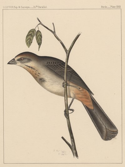 Birds, Plate XXIX by American School